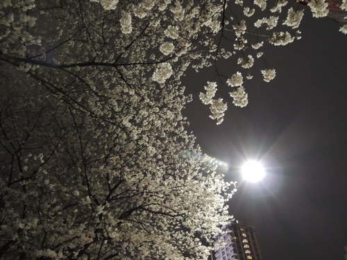 桜をニコンP310で夜間撮影