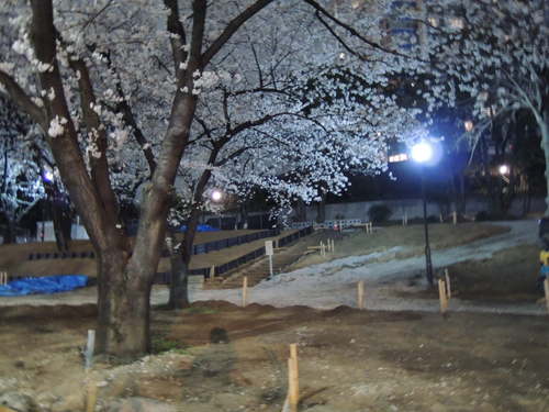 桜をニコンP310で夜間撮影
