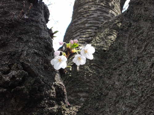お花見 Nikon COOLPIX P310 で桜画像 パート２