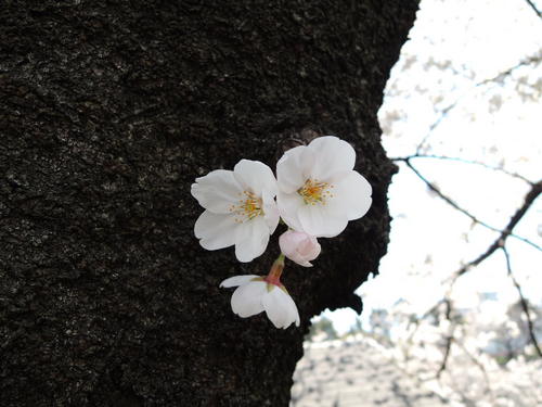 お花見 Nikon COOLPIX P310 で桜画像 パート２